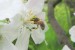 včela na jabloni.jpg